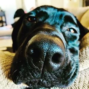 Meet your Posher, Thomas